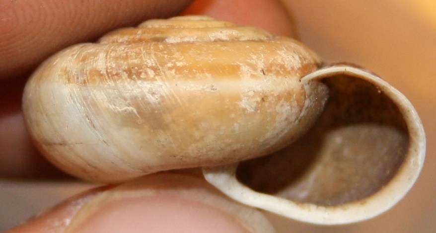 Chilostoma planospira?